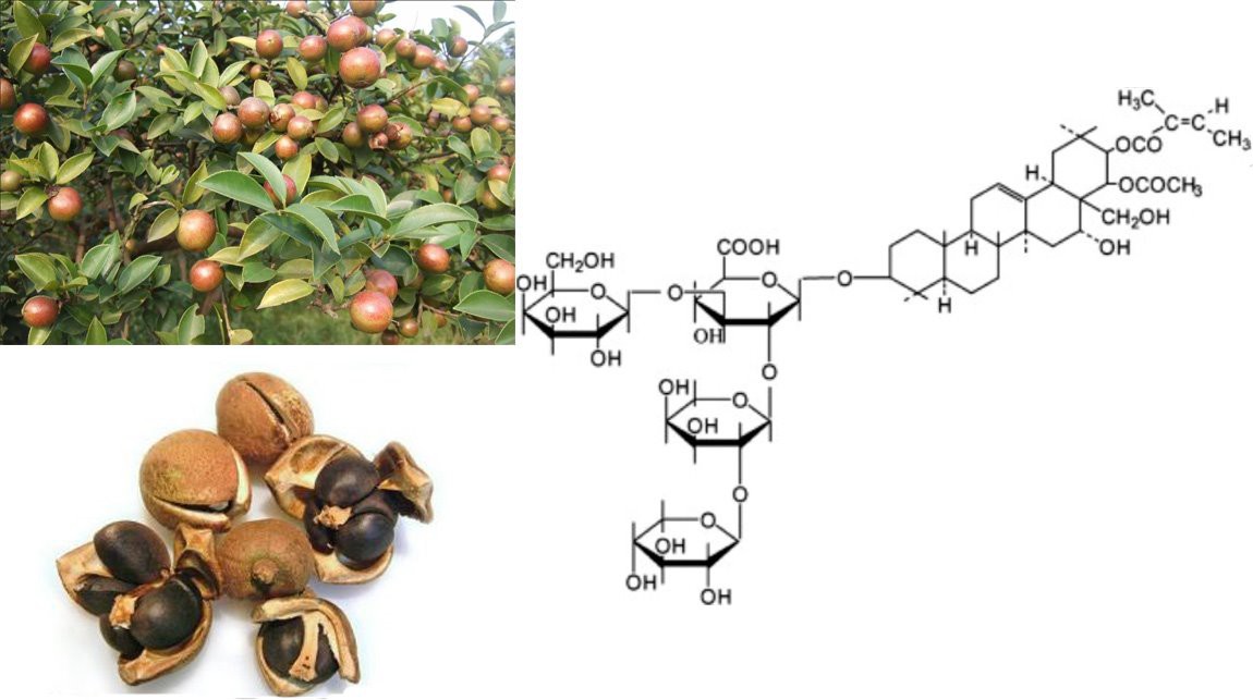 Tea Seed Extract 5